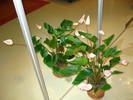 ANTHURIUM ROZ