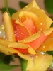 Yellow_Rose