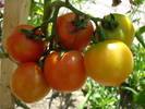 Tomato Cerise (2009, July 28)