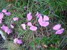 DSC04069