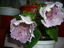 Tigrina blue