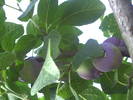 PICT0116