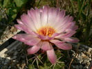 coryphantha_elephantidens