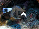 dogfish%20puffer[1]