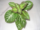 Episcia Faded Jade 2