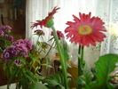 gerbera