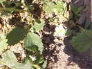 Fotografii-0037