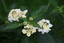 Lantana Camara