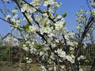 2009_04120067