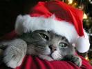 Animals Wallpapers Cats Christmas Desktop Wallpapers