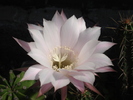 DSC05244