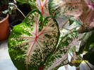 caladium vivi23ro