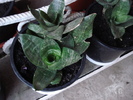 DSC09806