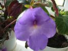 achimenes albastru