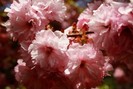 flowering-pink-tree-bloom-spring