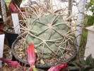 Coryphantha poselgeriana