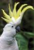 35_sulphur20crested20cockatoo