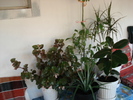 DSC09768