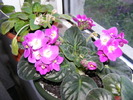 VIOLETA MOV CU ALB
