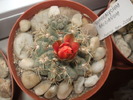 DSCF1020