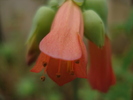 DSC05250