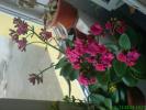 Kalanchoe cyclam 