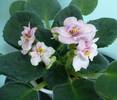 Aca's Pink Delight