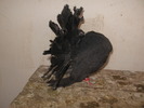 Rotari
