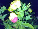 09082009633