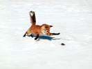 Red_Fox_Chasing_a_Snack