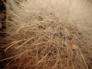 DSC05231