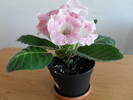 Tigrina Pink 2