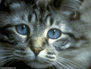 cat_wallpaper_001_1024