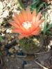 Gymnocalycium baldianum