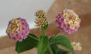 lantana