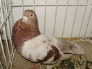 gagiu 4