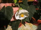 abutilon alb   am pierdut-o