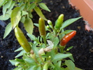 Demon Red Chili Pepper (2009, Aug.17)