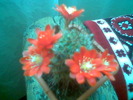 Rebutia ithycantha