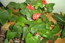 anthurium