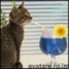 animale__avatare-cu-pisicute-19_jpg_85_cw85_ch85