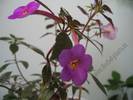 Achimenantha Blue Tint 4