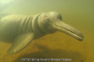 Baiji (Delfinul chinezesc din raul Yangtze)