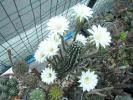 Echinopsis mamulosa la a doua inflorire ( 11 )