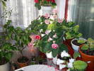 Flori-2009