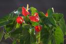 anthurium 