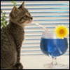 avatar pisicute 11454
