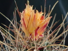 DSC00609