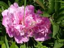 Paeonia officinalis (Bujor)