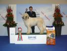 Balan  euro dog show 2008 001